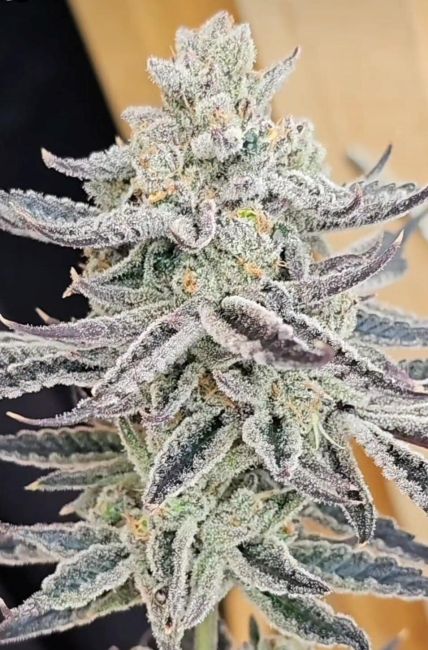Authorized Cannabis Seeds Superstore Kinnabis 5 Platinum Zushi