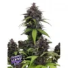 Purple Haze Auto Feminized Seeds