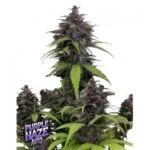 Purple Haze Auto Feminized Seeds