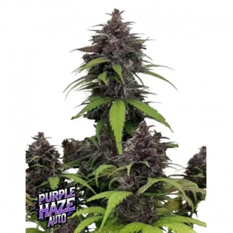 Purple Haze Auto Feminized Seeds