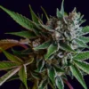Sour Affie Regular Seeds