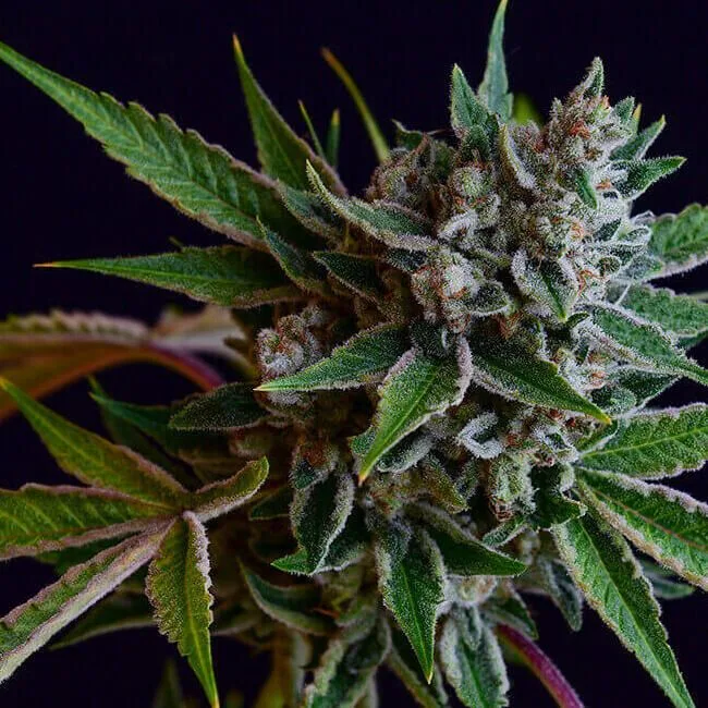 Authorized Cannabis Seeds Superstore Kinnabis 5 Sour Affie Regular Seeds