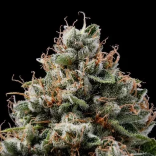 Sour Best Afghani Regular Seeds2