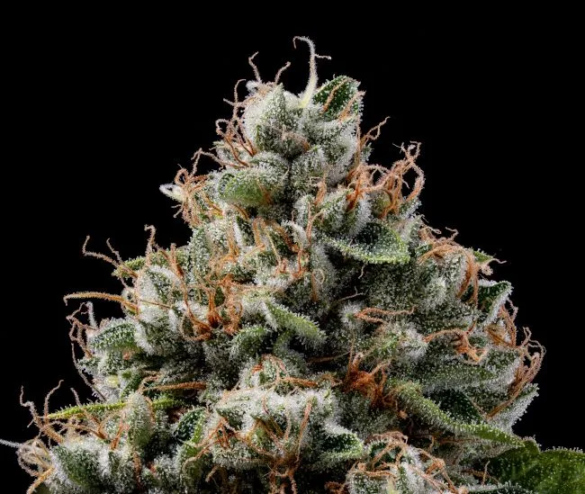 SOUR BEST AFGHANI REGULAR SEEDS 2 Sour Best Afghani Regular Seeds2