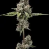 Sour Best Afghani Regular Seeds2