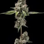 SOUR BEST AFGHANI REGULAR SEEDS