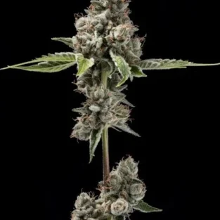 Sour Best Afghani Regular Seeds2