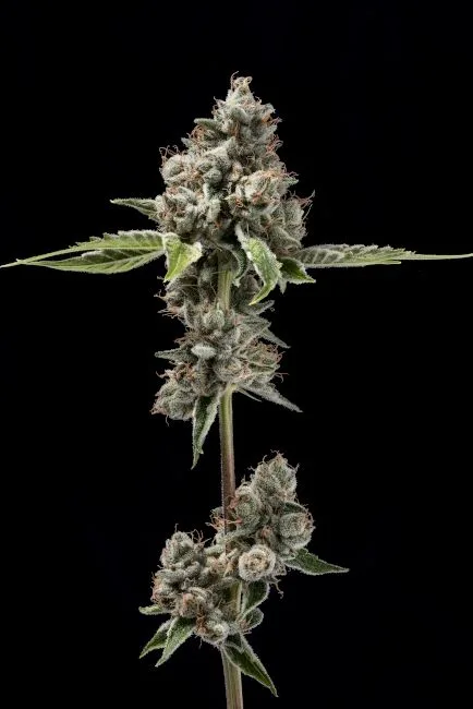 Authorized Cannabis Seeds Superstore Kinnabis 5 SOUR BEST AFGHANI REGULAR SEEDS