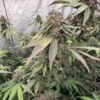 Biscotti Gelato Feminized Seeds 3 🍪🍦 BISCOTTI GELATO FEMINIZED SEEDS