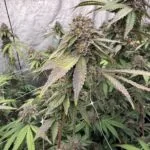 🍪🍦 BISCOTTI GELATO FEMINIZED SEEDS