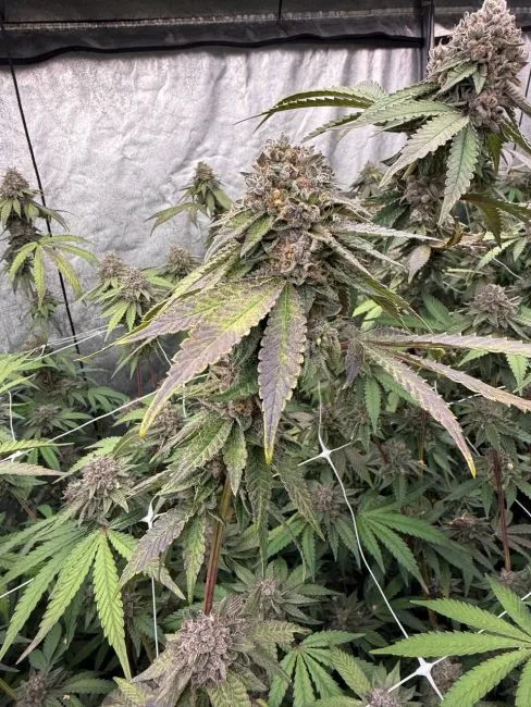 🍪🍦 BISCOTTI GELATO FEMINIZED SEEDS