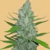 Original Sour Diesel Auto Feminized Seeds