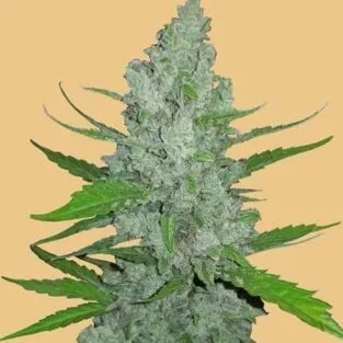 Original Sour Diesel Auto Feminized Seeds