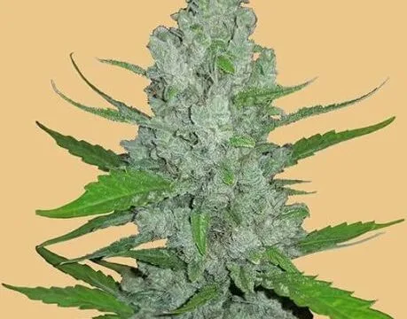 Original Sour Diesel Auto Feminized Seeds