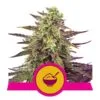 Cereal Milk Feminized Seeds 2 Royal Queen Seeds