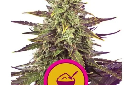 Royal Queen Seeds
