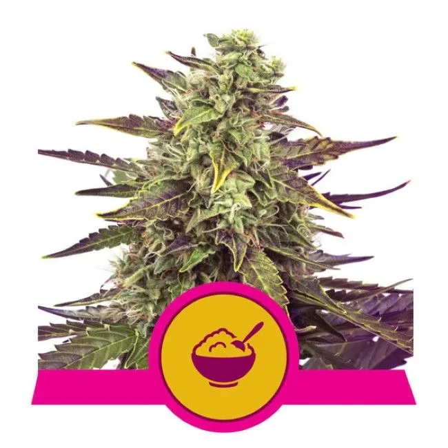 Cereal Milk Feminized Seeds 4 Royal Queen Seeds