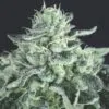 Gelato Feminized Seeds