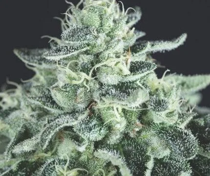 Gelato Feminized Seeds