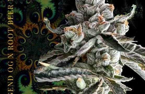 Root Beer King Feminized Seeds
