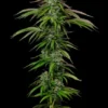 Garlic Budder Auto Feminized Seeds 2 Garlic Budder Auto Feminized Seeds