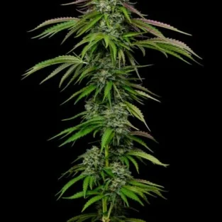 Garlic Budder Auto Feminized Seeds