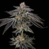 Purple Ink Feminized Seeds