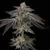 Purple Ink Feminized Seeds 3 Purple Ink Feminized Seeds