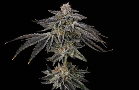 Purple Ink Feminized Seeds