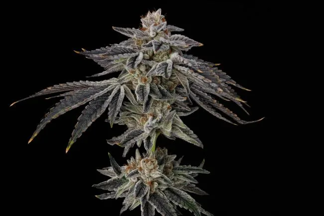 Purple Ink Feminized Seeds 6 Purple Ink Feminized Seeds