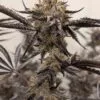 Kakashi Feminized Seeds 1 Umami Seed Co.