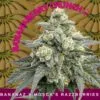 BananaBerry Crunch Feminized Seeds