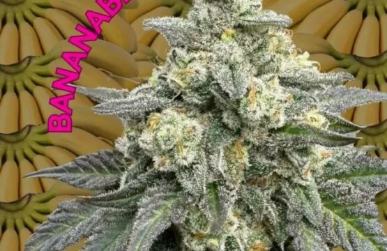 BananaBerry Crunch Feminized Seeds