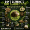 Dont germinate that Cannabis Seed