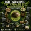 Dont germinate that Cannabis Seed