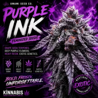 Purple Ink