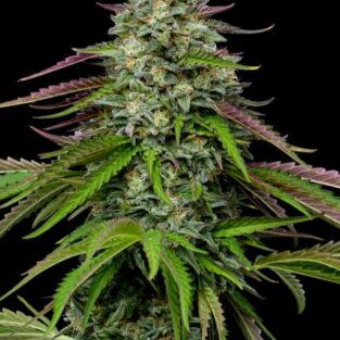Garlic Budder Auto Feminized Seeds1