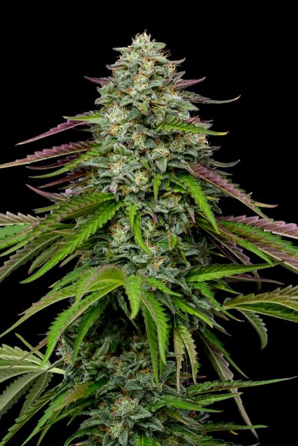 Garlic Budder Auto Feminized Seeds 2 Garlic Budder Auto Feminized Seeds - Image 2