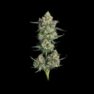 Lemon Quest Feminized Seeds