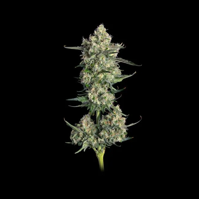 Lemon Quest Feminized Seeds 2 Lemon Quest Feminized Seeds - Image 2