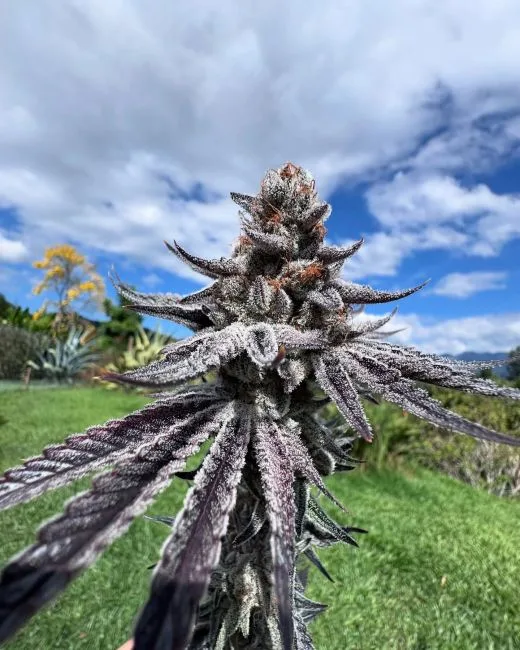 Purple Ink Feminized Seeds 9 Purple Ink Feminized Seeds