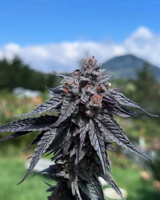 Purple Ink Feminized Seeds 8 Purple Ink Feminized Seeds