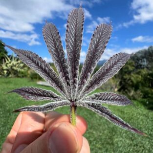 Purple Ink Feminized Seeds