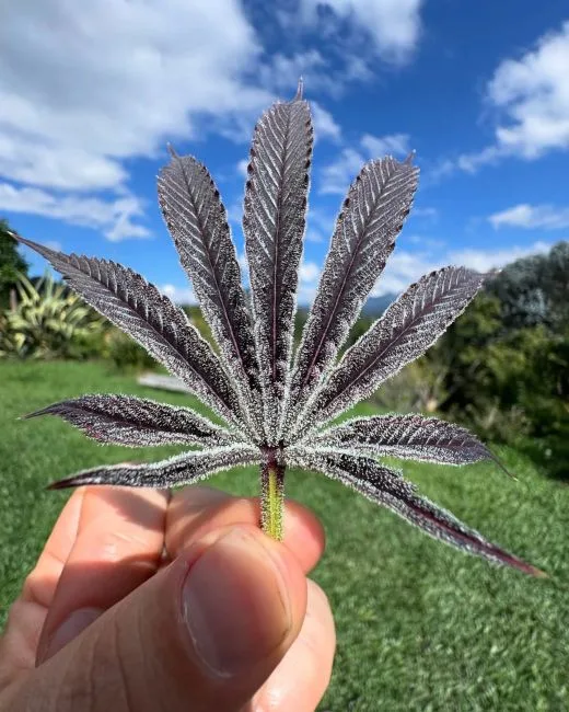 Purple Ink Feminized Seeds 7 Purple Ink Feminized Seeds