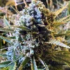 Sour Krout AUTO Feminized Seeds 3 Sour Krout AUTO Feminized Seeds - 5