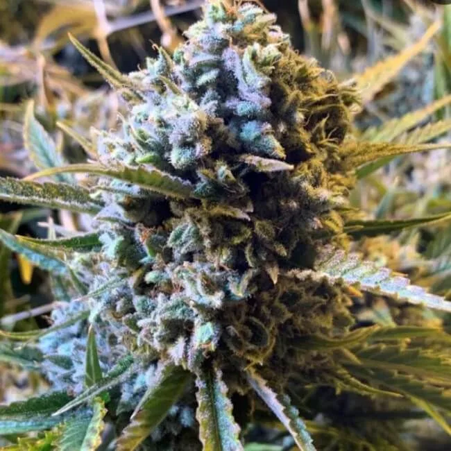 Sour Krout AUTO Feminized Seeds - 5