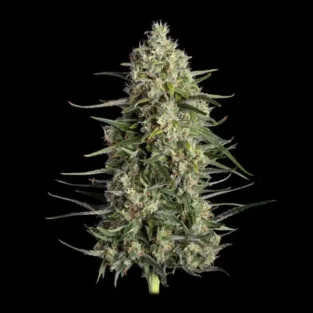 Spice Rack Feminized Seeds