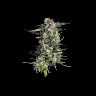 Super Lemon Sunset Feminized Seeds 1 1