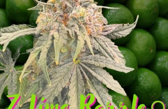 Z Lime Razzle Feminized Seeds