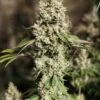 Z Cut RBX2 Feminized Seeds